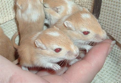 Gerbil Colors – Argente Fawn (Topaz) – Rodent Zone