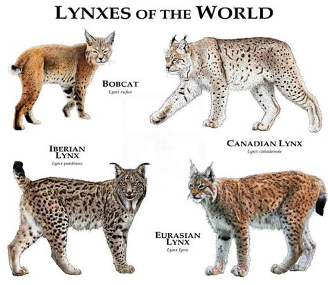 Canada Lynx (Lynx canadensis) Classification / Taxonomy