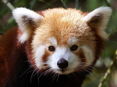 red, Pandas Wallpapers HD / Desktop and Mobile Backgrounds