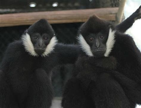 Gibbon Conservation Center, Santa Clarita, CA - California Beaches