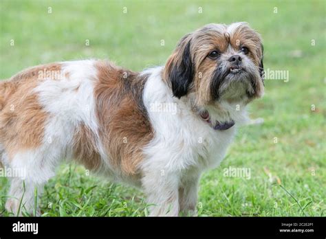 Is Shih Tzu A Cross Breed