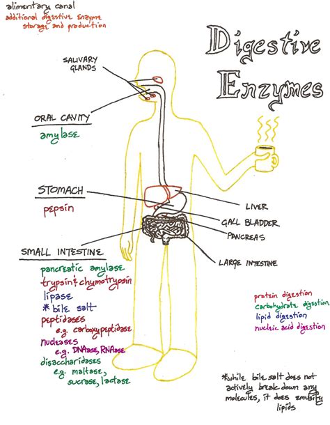 A quick, university level diagram of the basic digestive enzymes, their ...