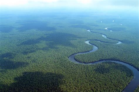 Congolese experts needed to protect Congo Basin rainforests