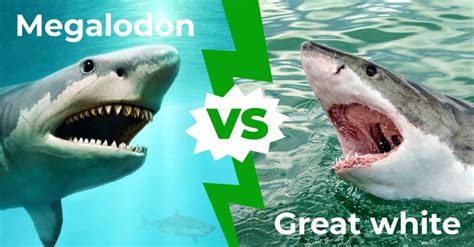 Megalodon vs Great White: Who Would Win in a Fight? - IMP WORLD