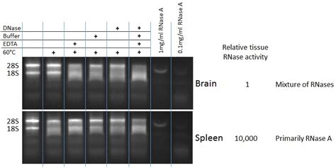 How can I avoid RNA degradation from DNase I treatment? | ResearchGate