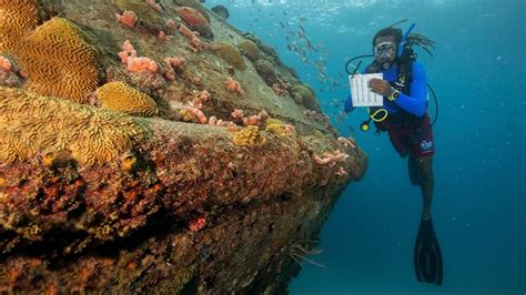 Reef Conservation Specialty: How to be a Coral Reef Conservationist ...