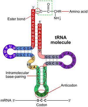 The attachment of Amino Acids to tRNA – Aminoacylation | Biochem.co ...