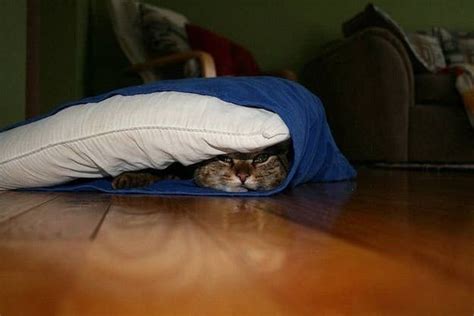 40 Cats Who Are Awful At Hide-And-Seek | Cats, Cat hiding, Cats and kittens