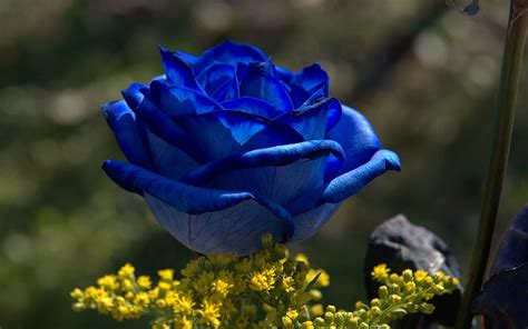 Blue Rose Flowers - Flower HD Wallpapers, Images, PIctures, Tattoos and ...