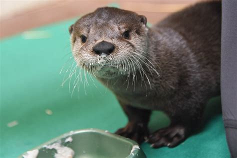 Rescued River Otter Pupdates | The Maryland Zoo