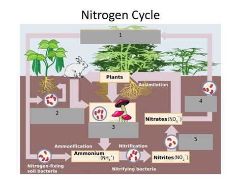 PPT - Geochemical Cycles PowerPoint Presentation - ID:1599227