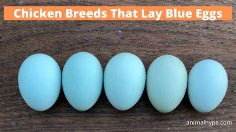 7 Chicken Breeds That Lay Blue Eggs - Animal Hype