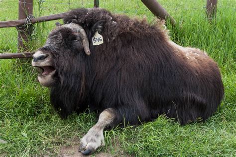 Jon's Journeys: Montana Creek Campground & The Musk Ox Farm