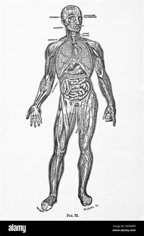 Antique medical illustration of human viscera, internal organs and the ...