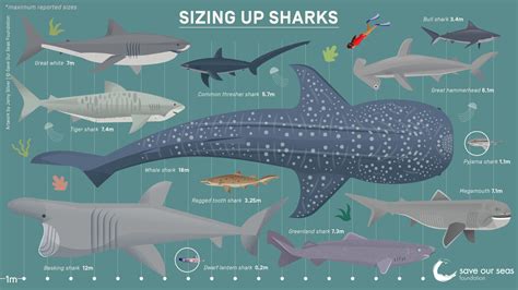 Shark Size Comparison Chart