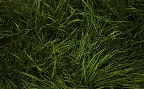 dark green #grass | Grass textures, Grass wallpaper, Green grass