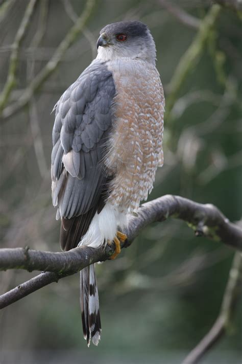 Accipiter cooperii - Cooper’s Hawk -- Seen since childhood, first ...