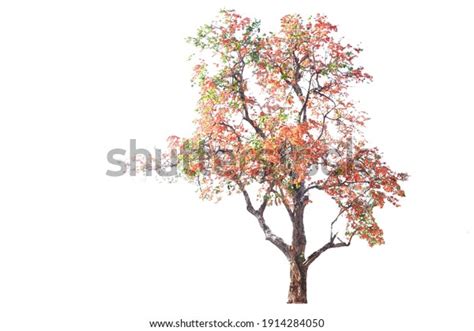 Orange Flower Big Palas Tree Were Stock Photo (Edit Now) 1914284050