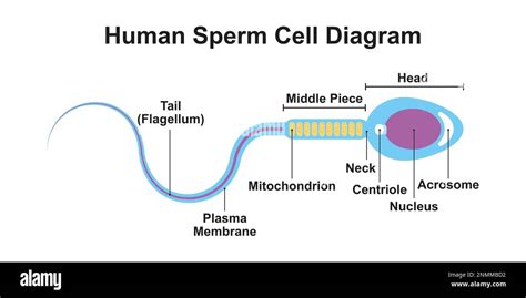 Human sperm cell diagram, illustration Stock Photo - Alamy