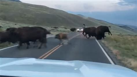 Bison Fight Causes Traffic Jam In Yellowstone | Unofficial Networks