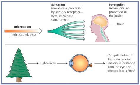 Build A Motion Detector Sensation And Perception / A small video ...