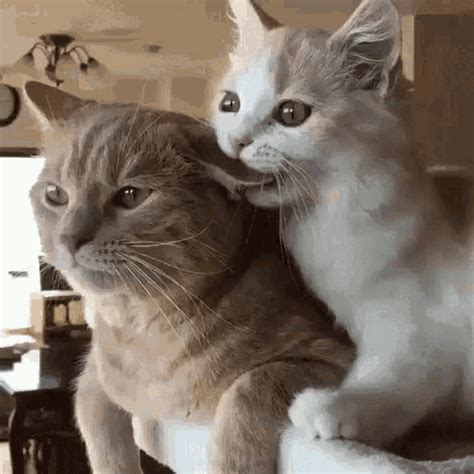 Cat Love Sweet GIF - CatLove Sweet Cuddle - Discover & Share GIFs