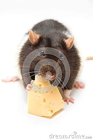 Rat Eating Cheese Stock Images - Image: 15451454