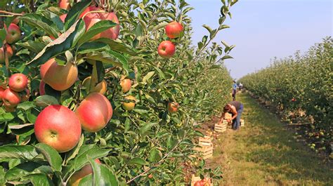 Are you ready for the upcoming fruit picking season?