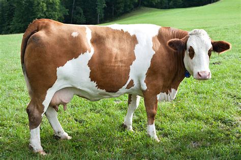 Best Simmental Cattle Stock Photos, Pictures & Royalty-Free Images - iStock