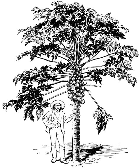 Papaw Tree | ClipArt ETC