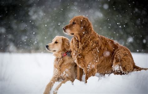 Wallpaper winter, dogs, snow images for desktop, section собаки - download