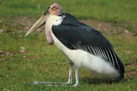 African stork stock photo. Image of wading, nature, stork - 25363604