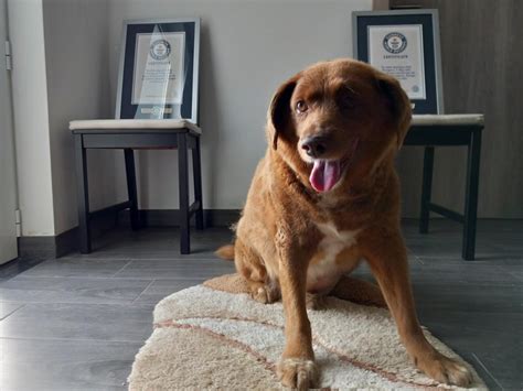 ‘World’s oldest ever dog’ has title suspended as owner’s claim investigated