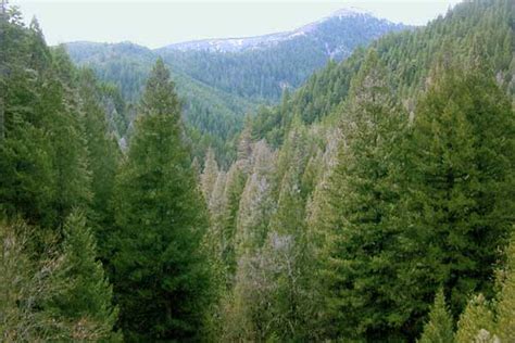 Regiones Frias Bosque De Coniferas O Taiga - Dinami