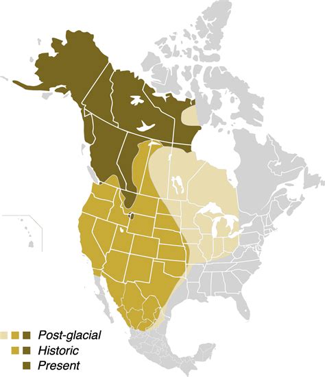 Do Grizzly Bears Still Live in Colorado?