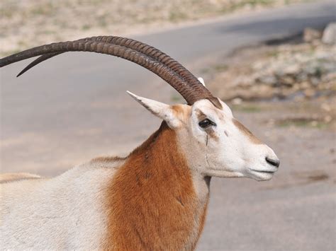 The Online Zoo - Scimitar-horned Oryx