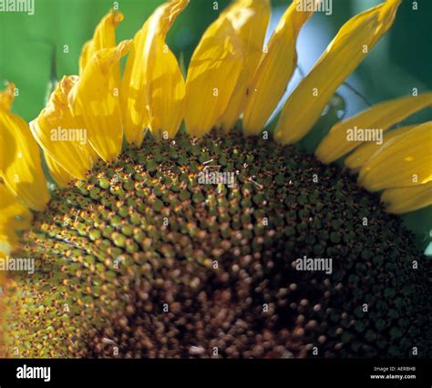 sunflower head ready for harvesting Stock Photo - Alamy