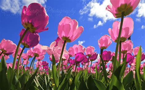 🔥 [60+] Pink Tulips Wallpapers | WallpaperSafari