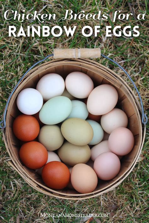 Chicken breeds for a colorful rainbow of eggs