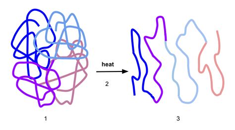 Difference Between Denaturation and Degradation of Protein | Compare ...