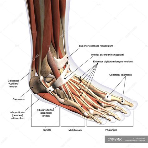 Anatomy of human foot with labels on white background — ankle, leg ...