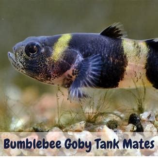 Bumblebee Goby Tank Mates: Everything You Need To Know