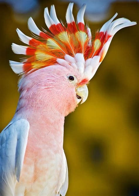 Pink Cockatoo | Pet birds, Colorful birds, Funny birds