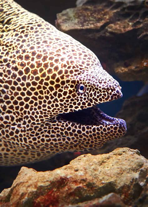 34 Moray Eel Facts: Double-Jawed Beauties of the Deep | Everywhere Wild