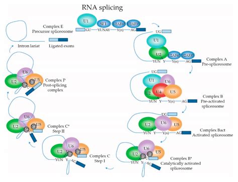 IJMS | Free Full-Text | Biology of the mRNA Splicing Machinery and Its ...