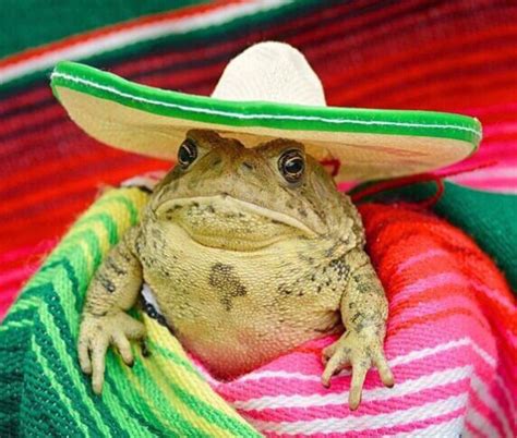 Sombrero froggero | Pet frogs, Frog, Cute frogs