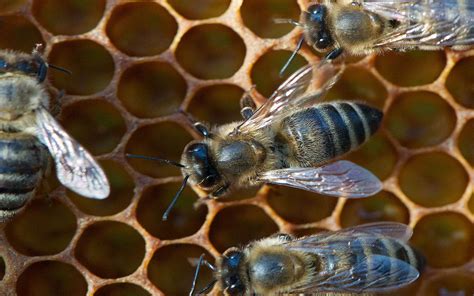 Les abeilles ouvrières : vie de la ruche | Dossier