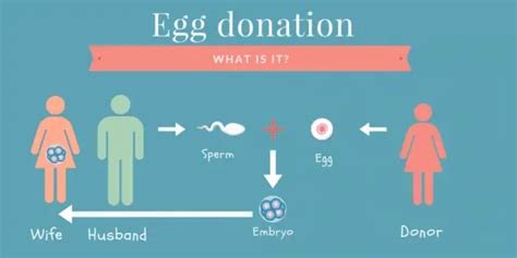 Infertility Options to Explore: What is Egg Donation? | Healthtian