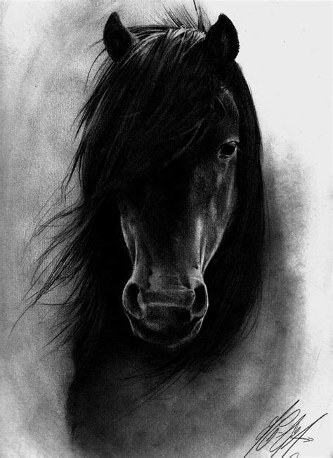 Animal Species: Black Horse