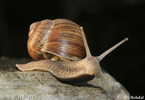 Phylum Mollusca